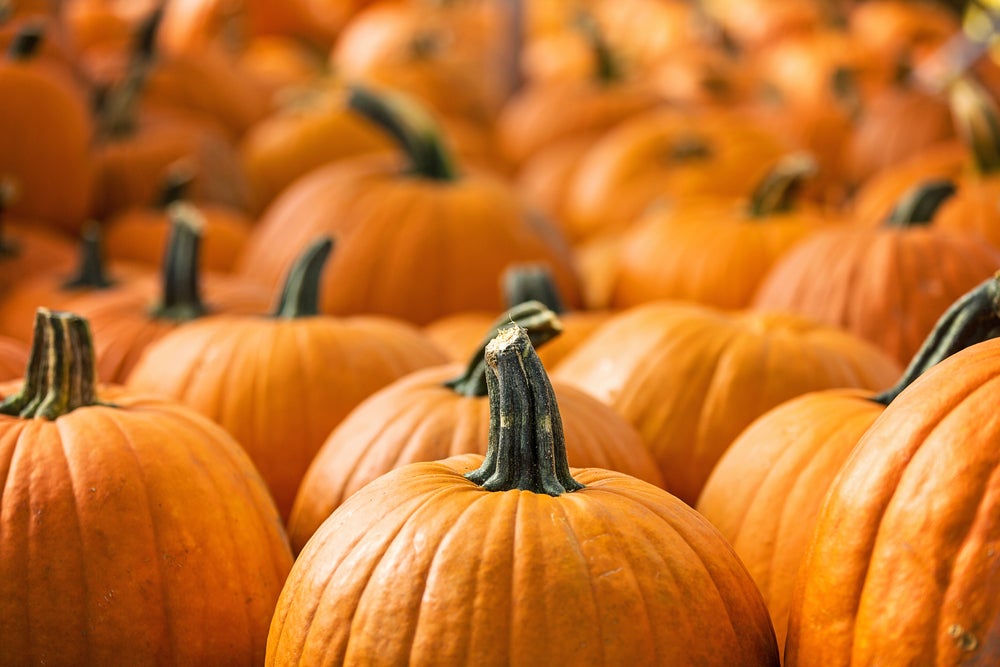 Five Ways To Use… Canned Pumpkin Triathlete