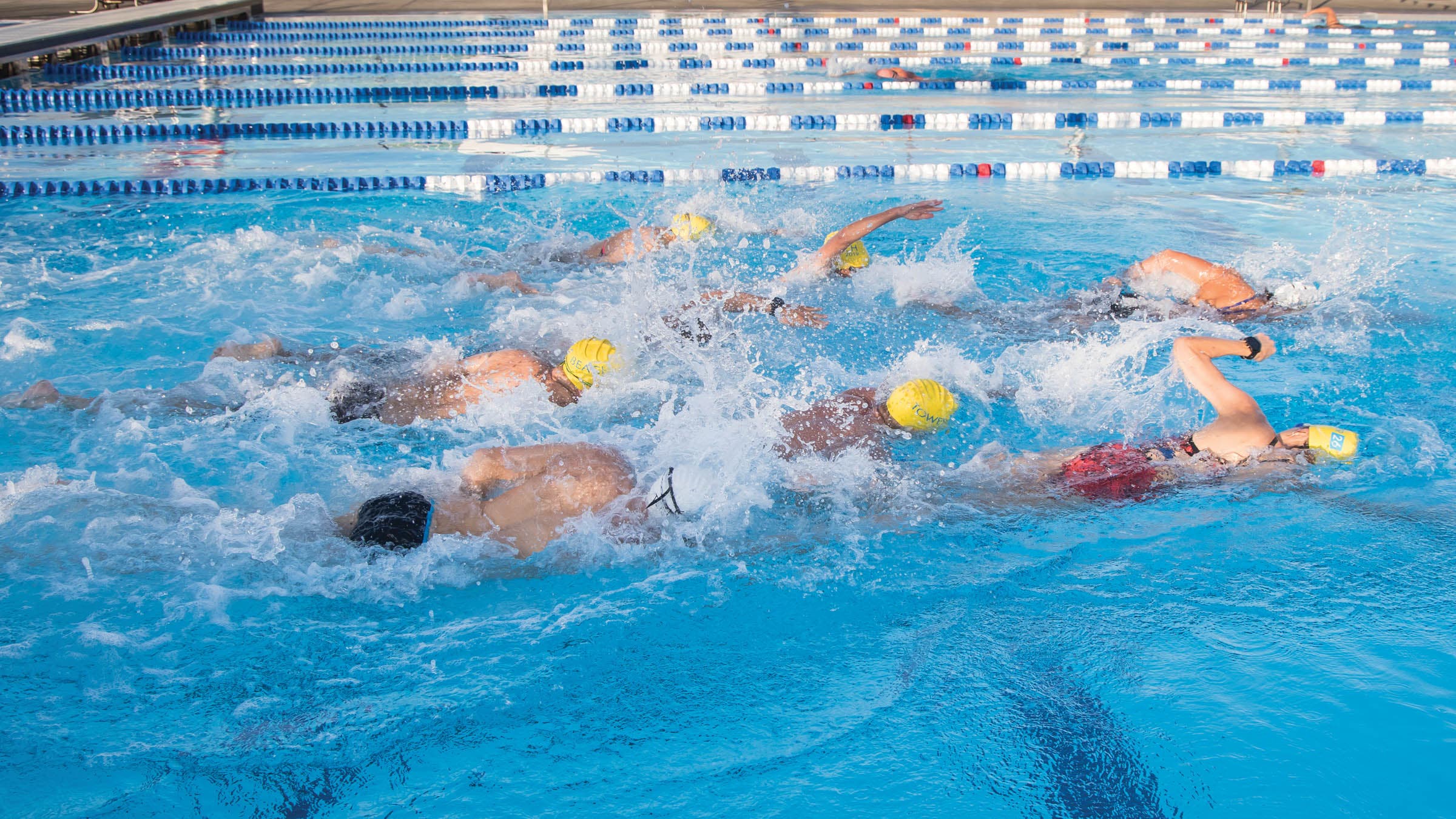 Pack swimming in a pool