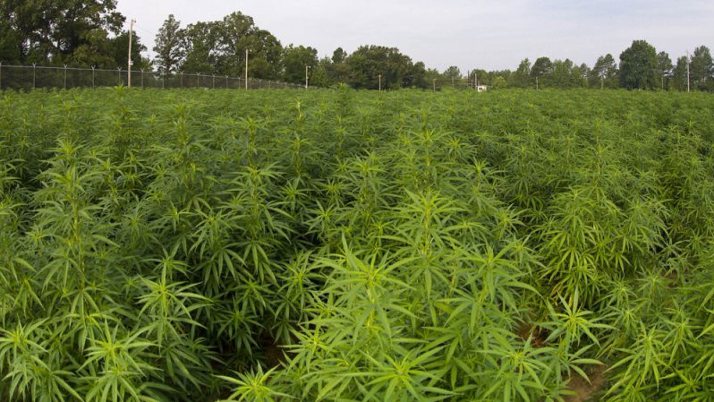 Field of cannabis plants at U Miss