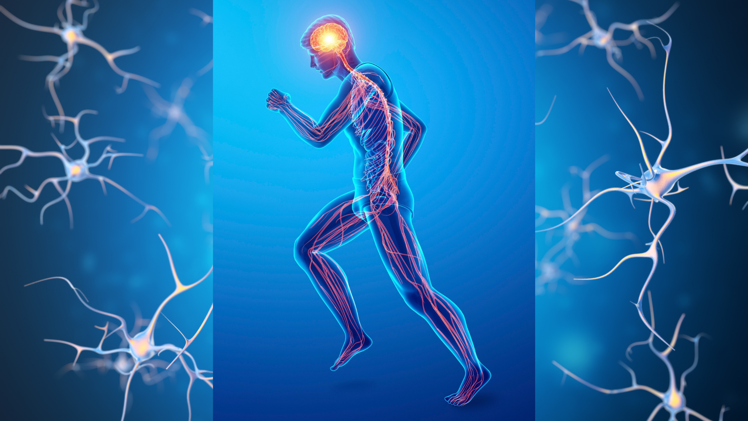 Visual of the neuron system in the human body.
