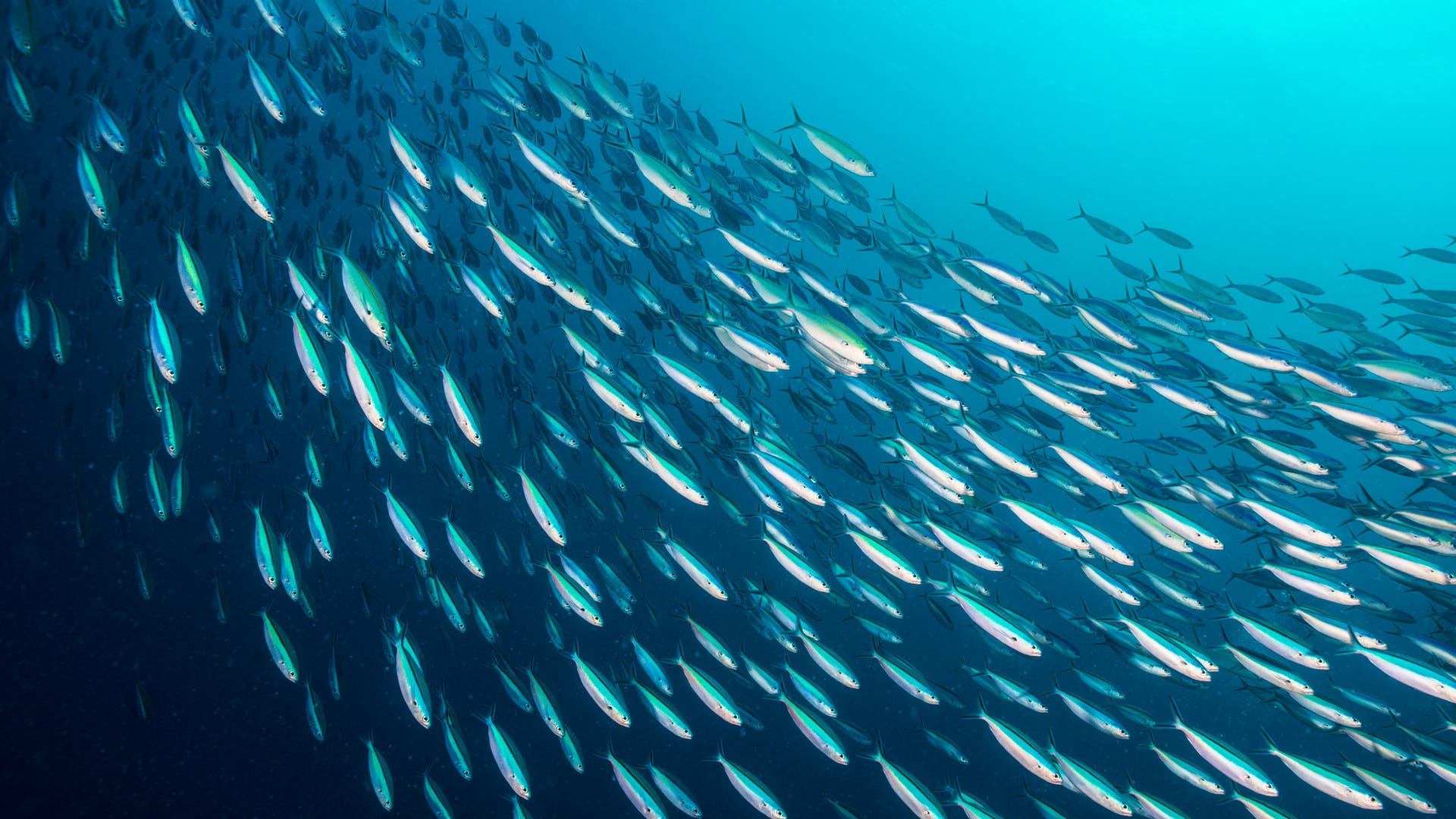 Seafood like Pacific sardines with shorter lifespans and less bodyweight don’t accumulate much in the way of toxins.