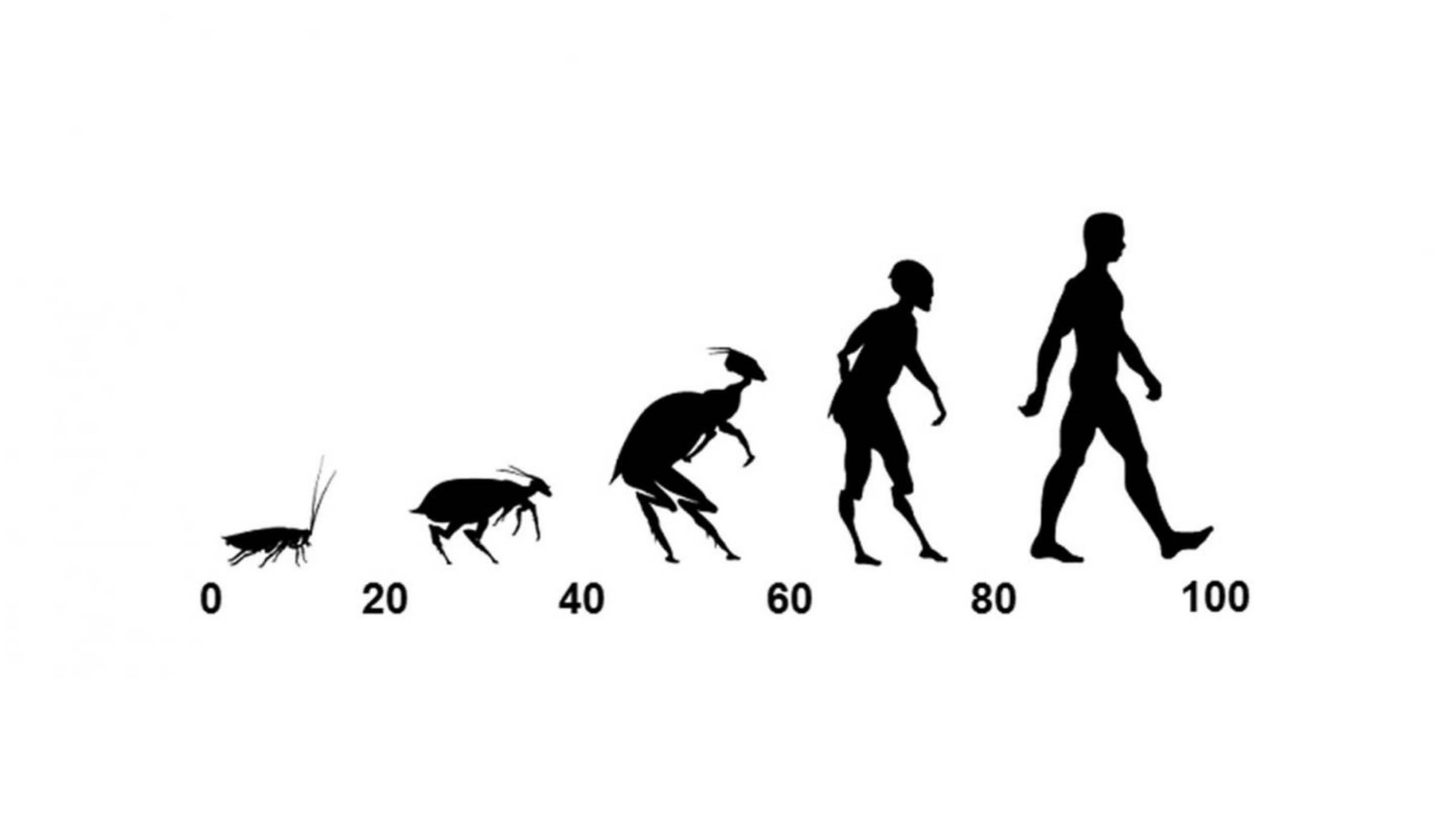 Graphic showing evolutionary progress from cockroach silhouette to man