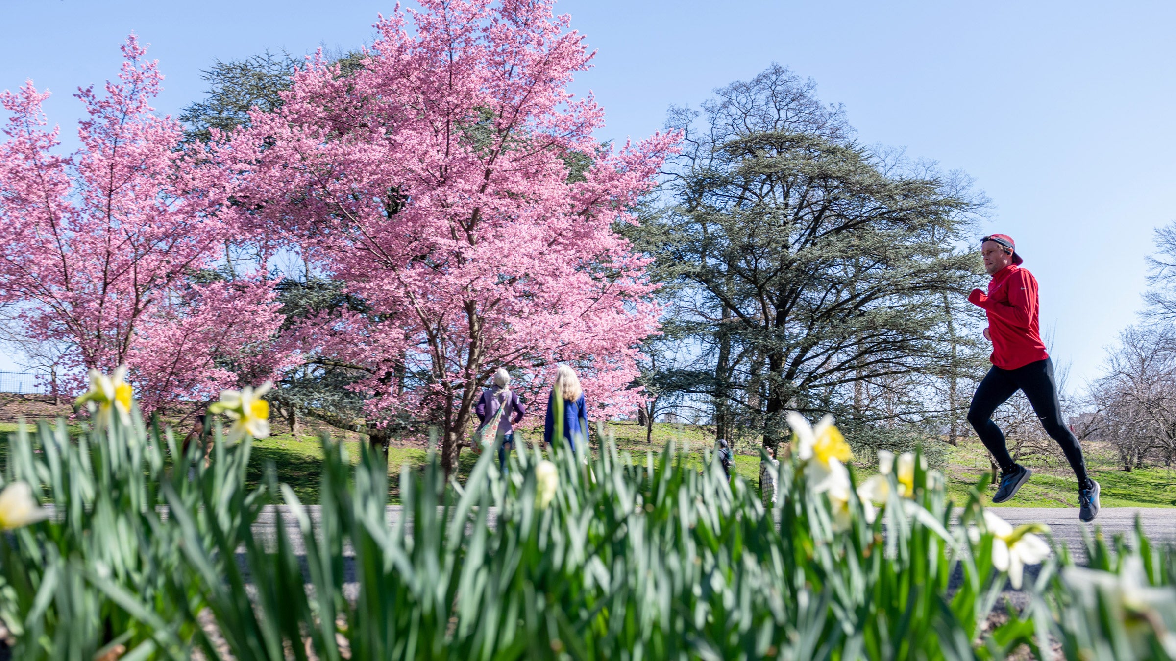 An athlete runs in spring in New York City.