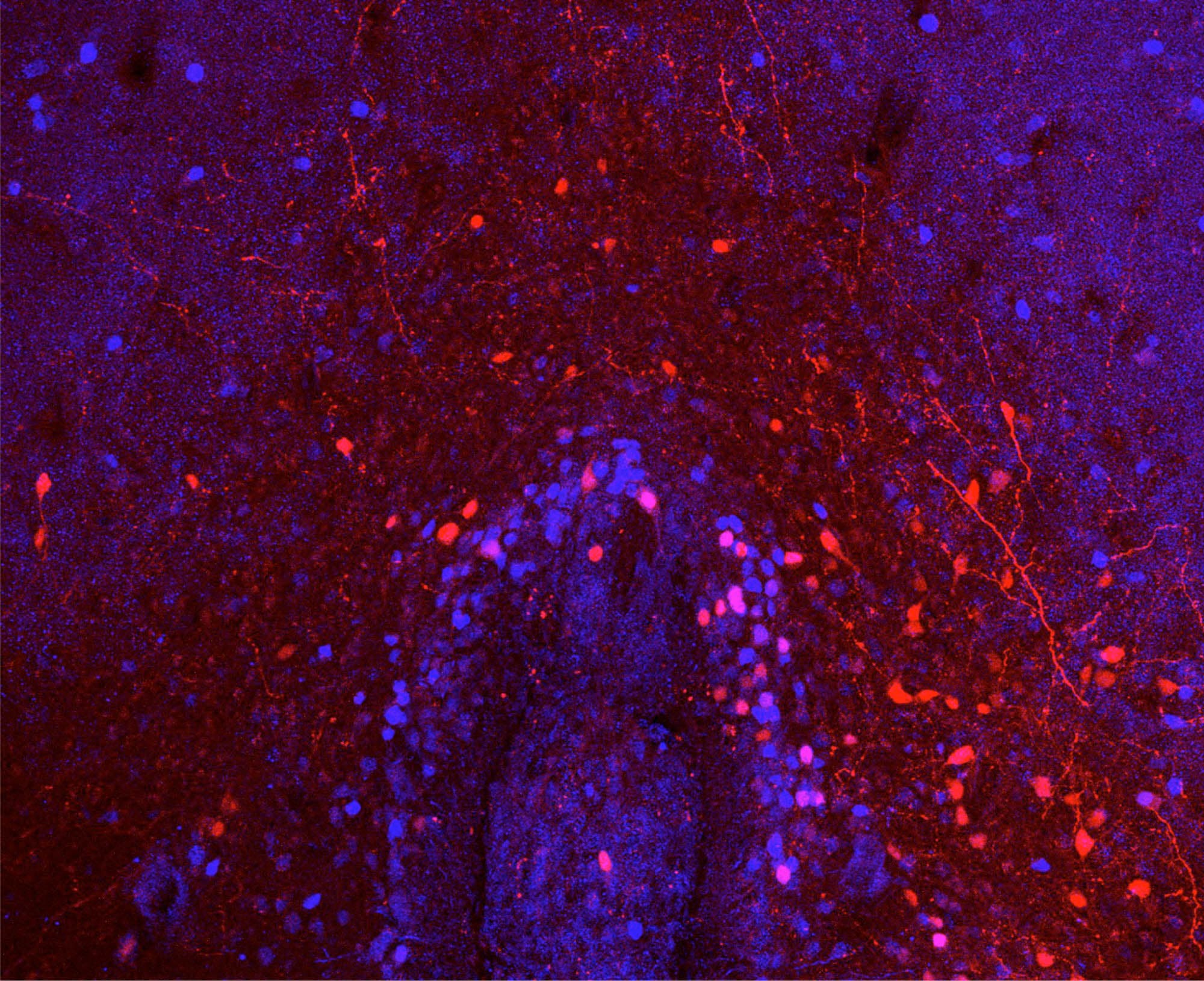 Red and blue rendering of neural pathways