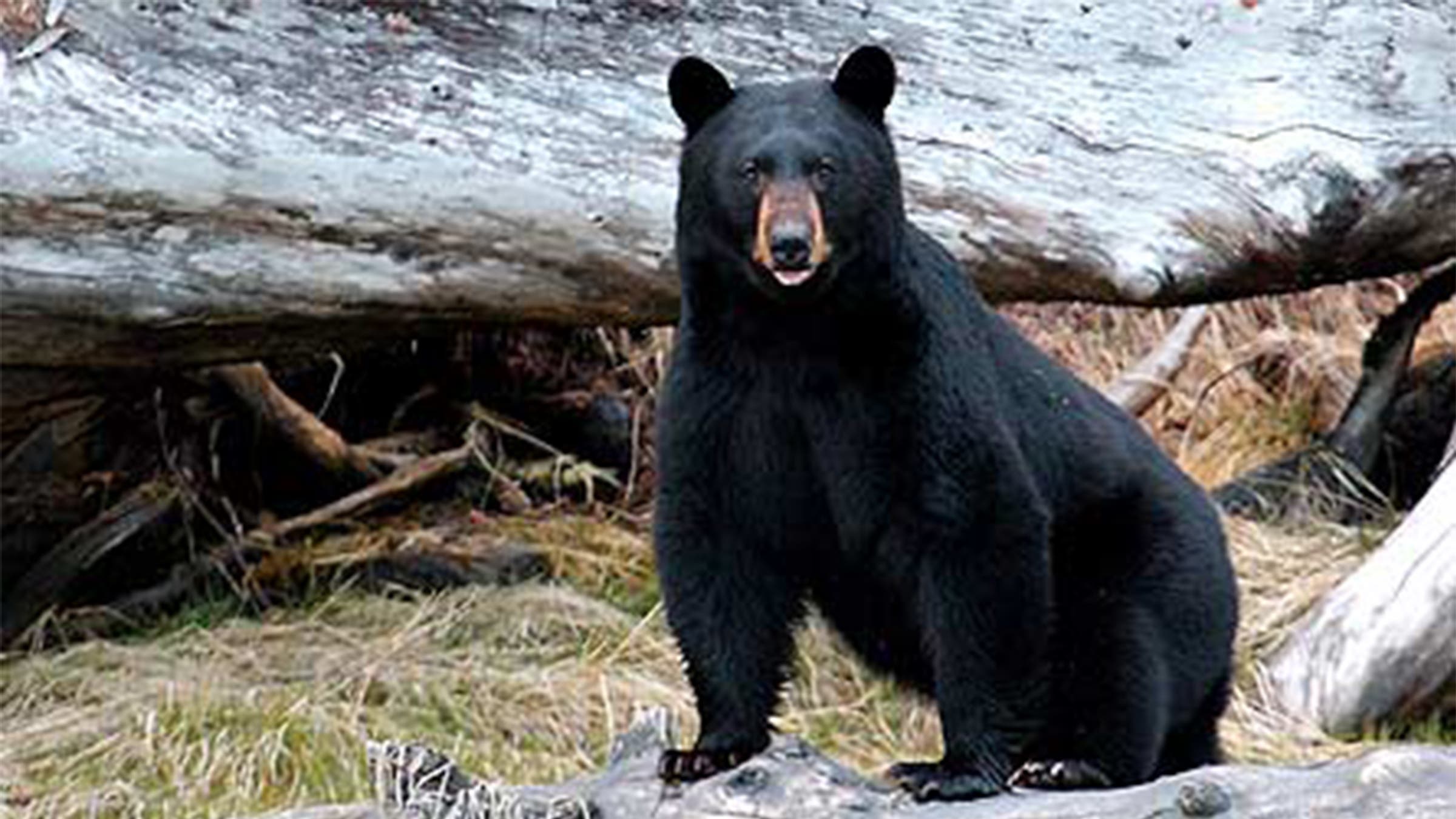 Black Bear