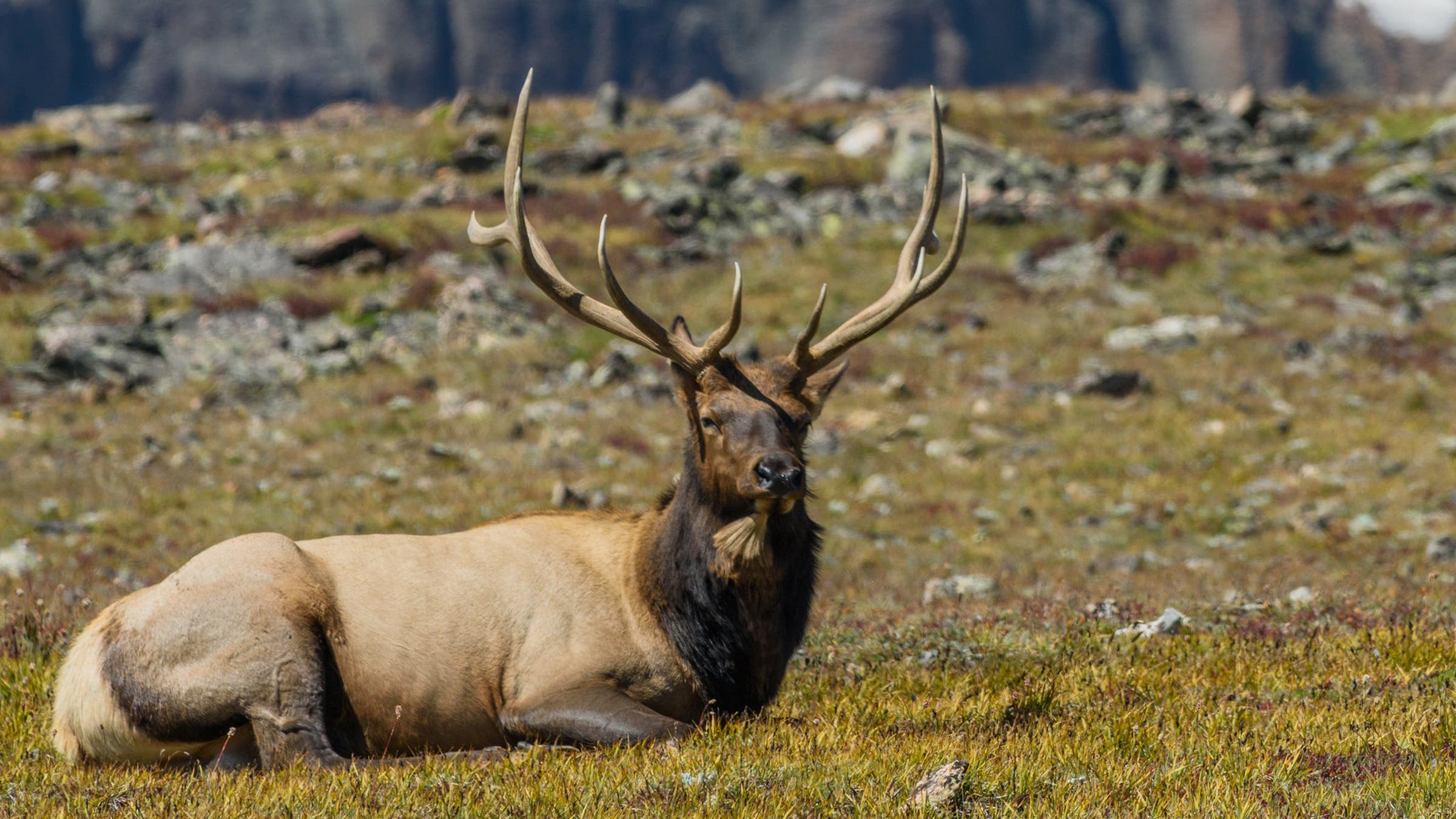 Bull Elk