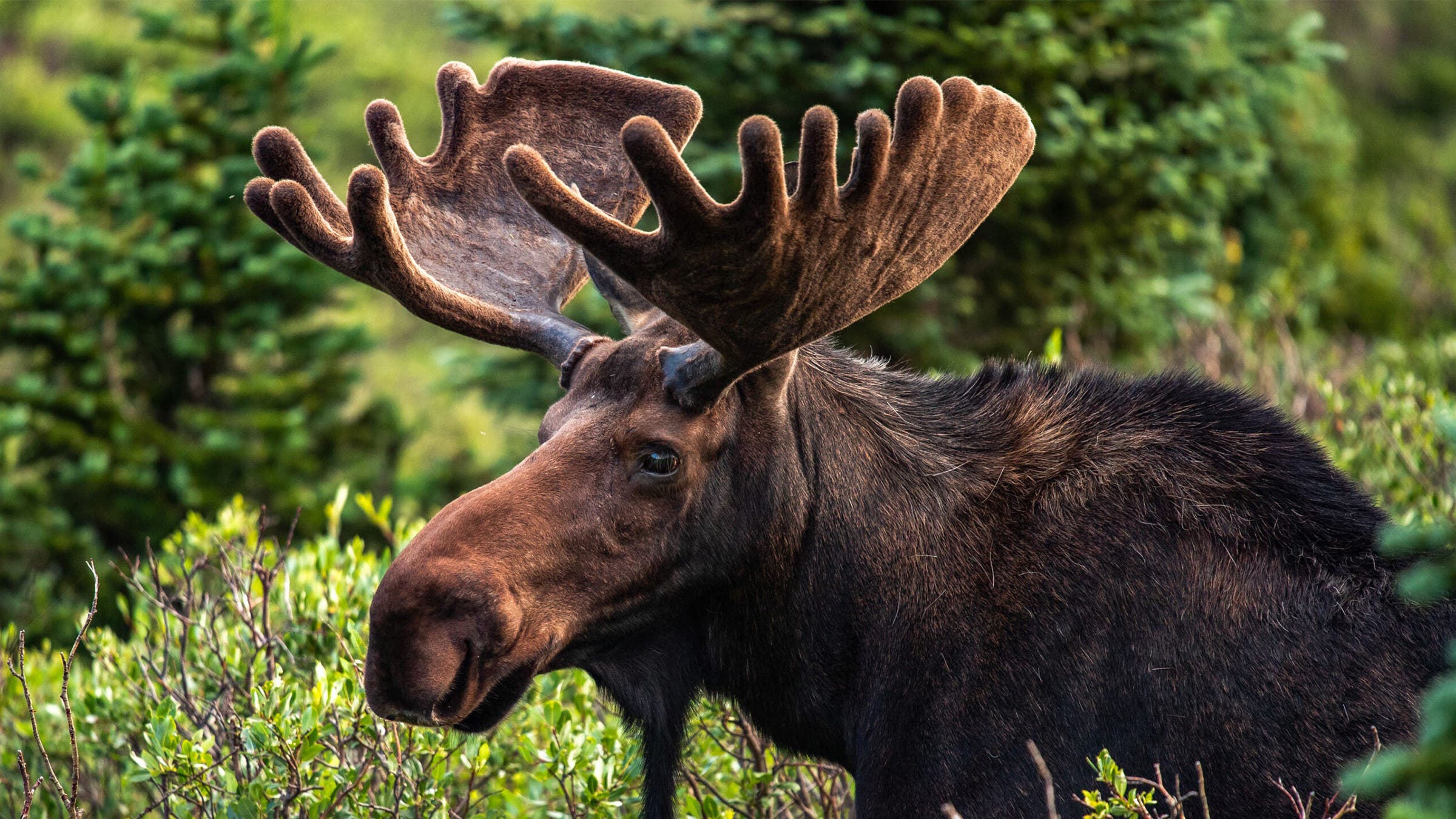 Bull Moose