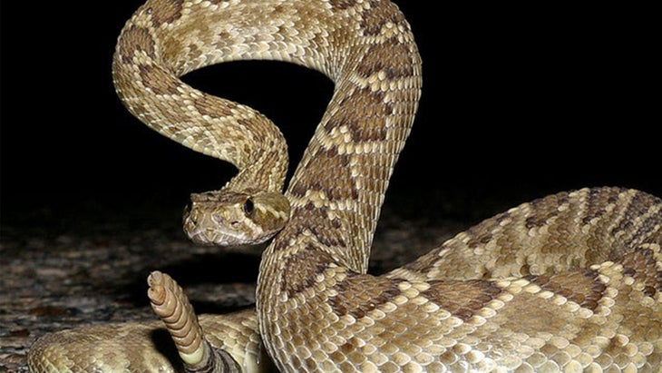 Rattlesnake