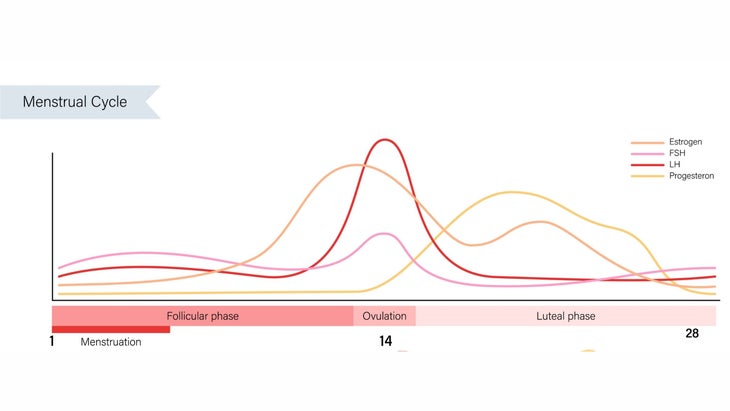 A graphic of how different female hormones fluctuate over the course of a 28-day menstrual cycle.