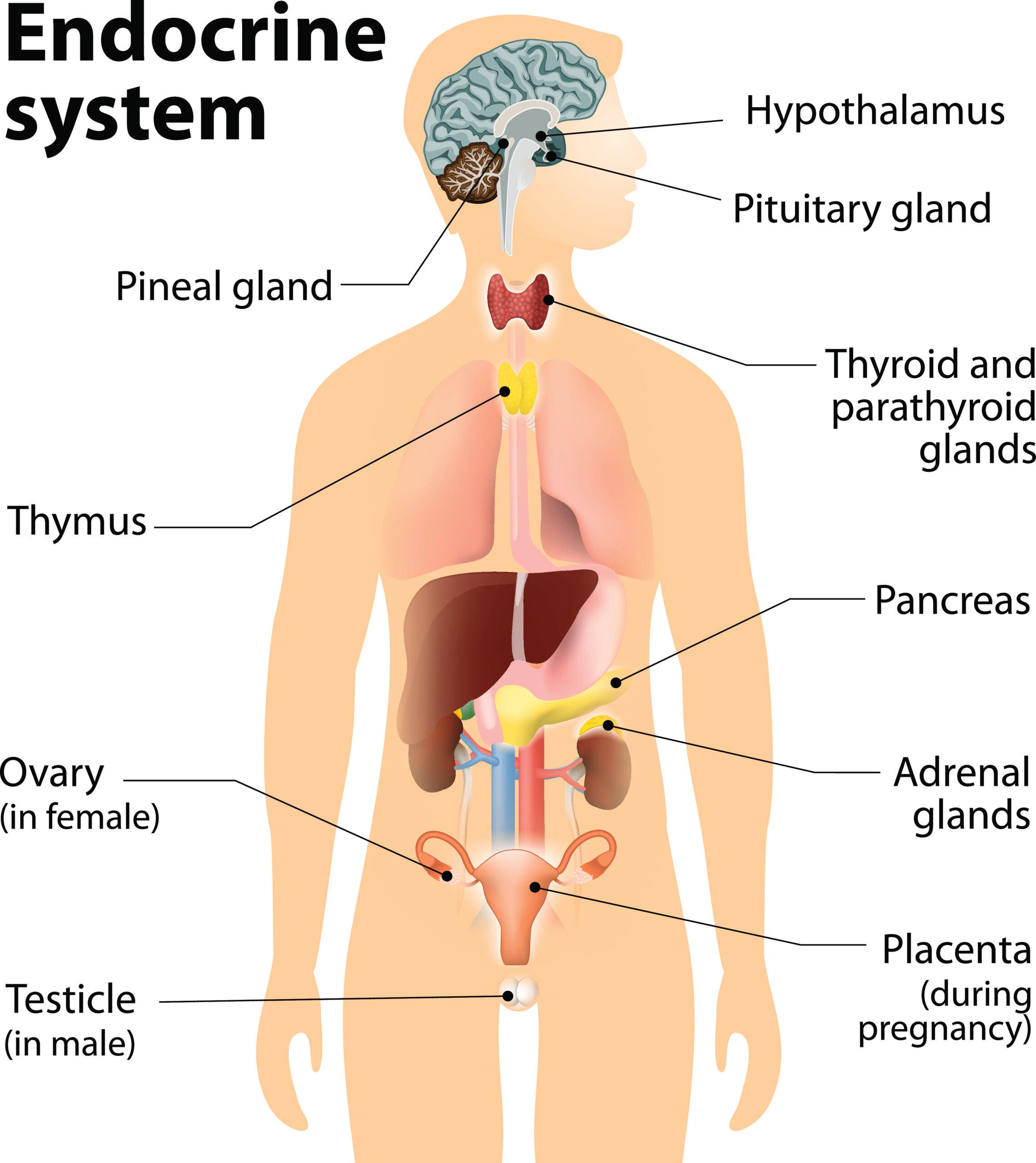 A diagram of the endocrine system for triathletes and endurance athletes