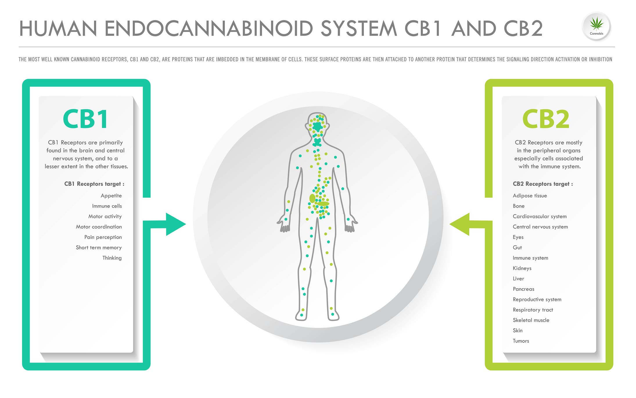 A graphic outlining how the endocannabinoid system works in athletes who use cannabis