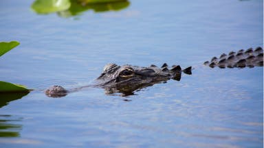 Triathlon News & Notes: A Gator Attack, a Finish-Line Proposal, Federation Shakeups, and More