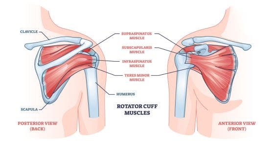 A scientific diagram of the rotator cuff muscles and how to stretch rotator cuff strengthen rotator cuffs