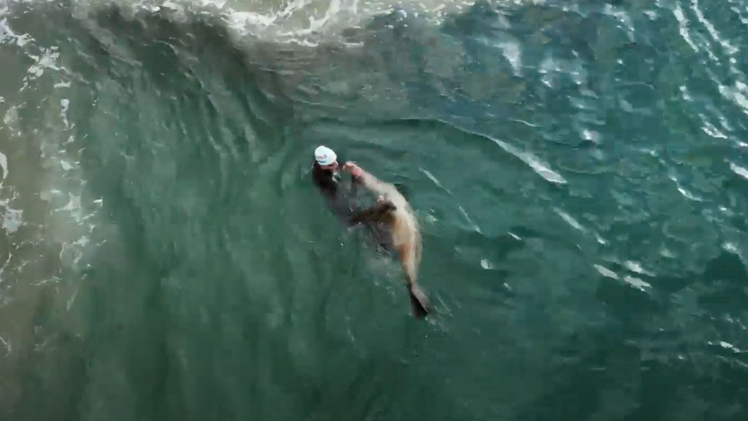 A seal attacks triathlete Vasco Vilaca