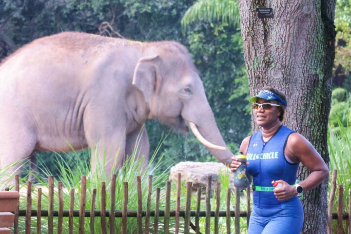 An athlete runs past the elephant habitat during the Miami Man, a fun sprint and Olympic triathlon in the U.S.