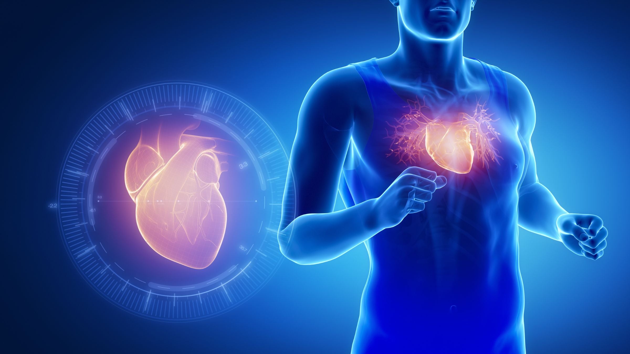 A heart showing the Cardiac health of triathletes