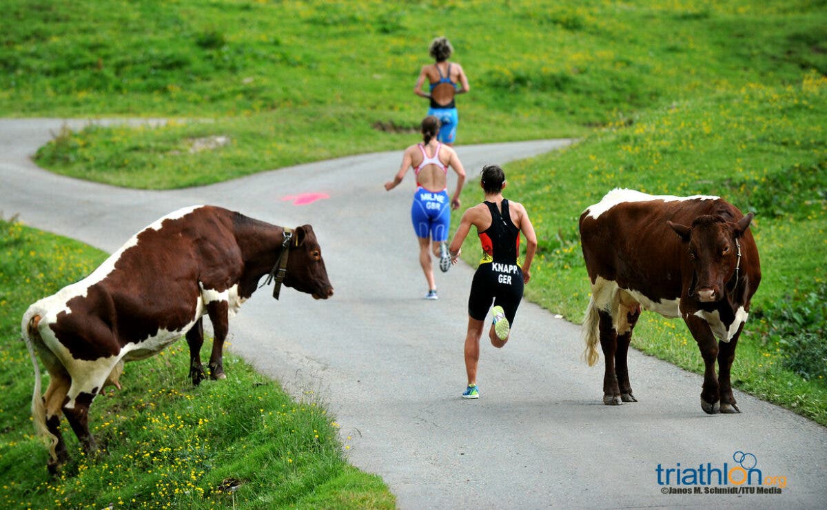 Triathletes get out of the way as cows charge onto the race course.