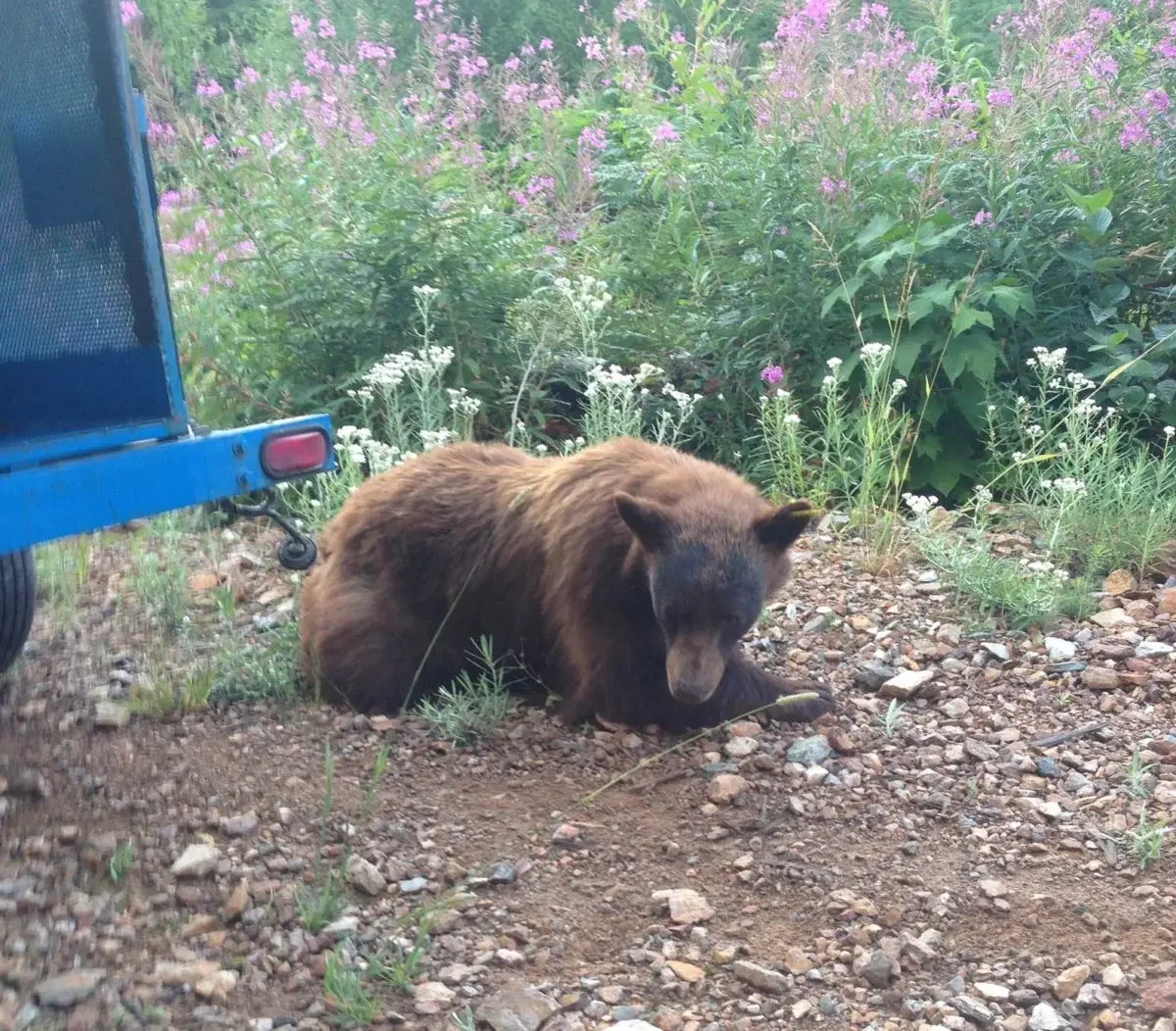 Bear at Ironman Whistler