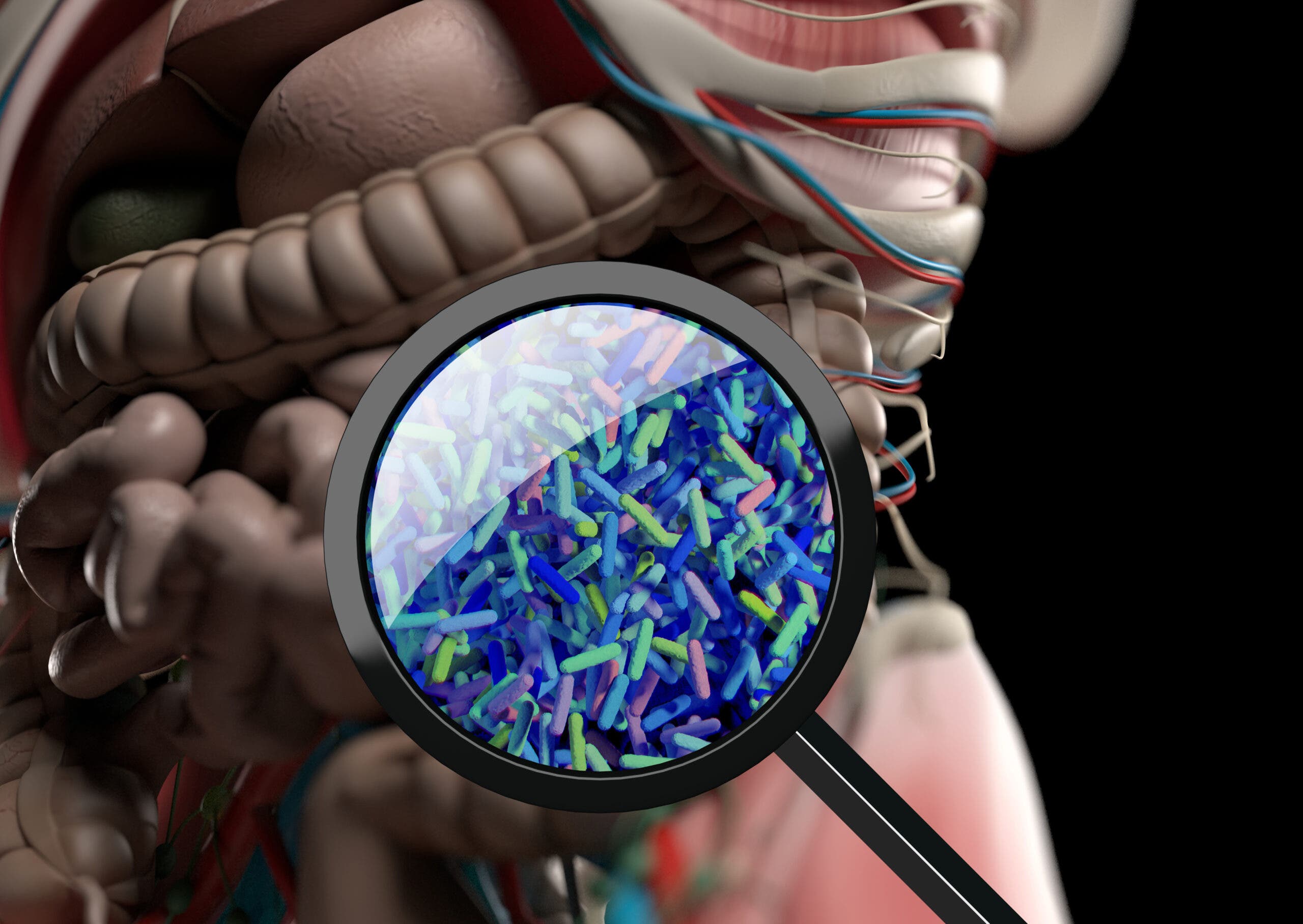 A close up of the microbiome in the gut. Microbiome health has been linked to athletic performance, including for triathlon.