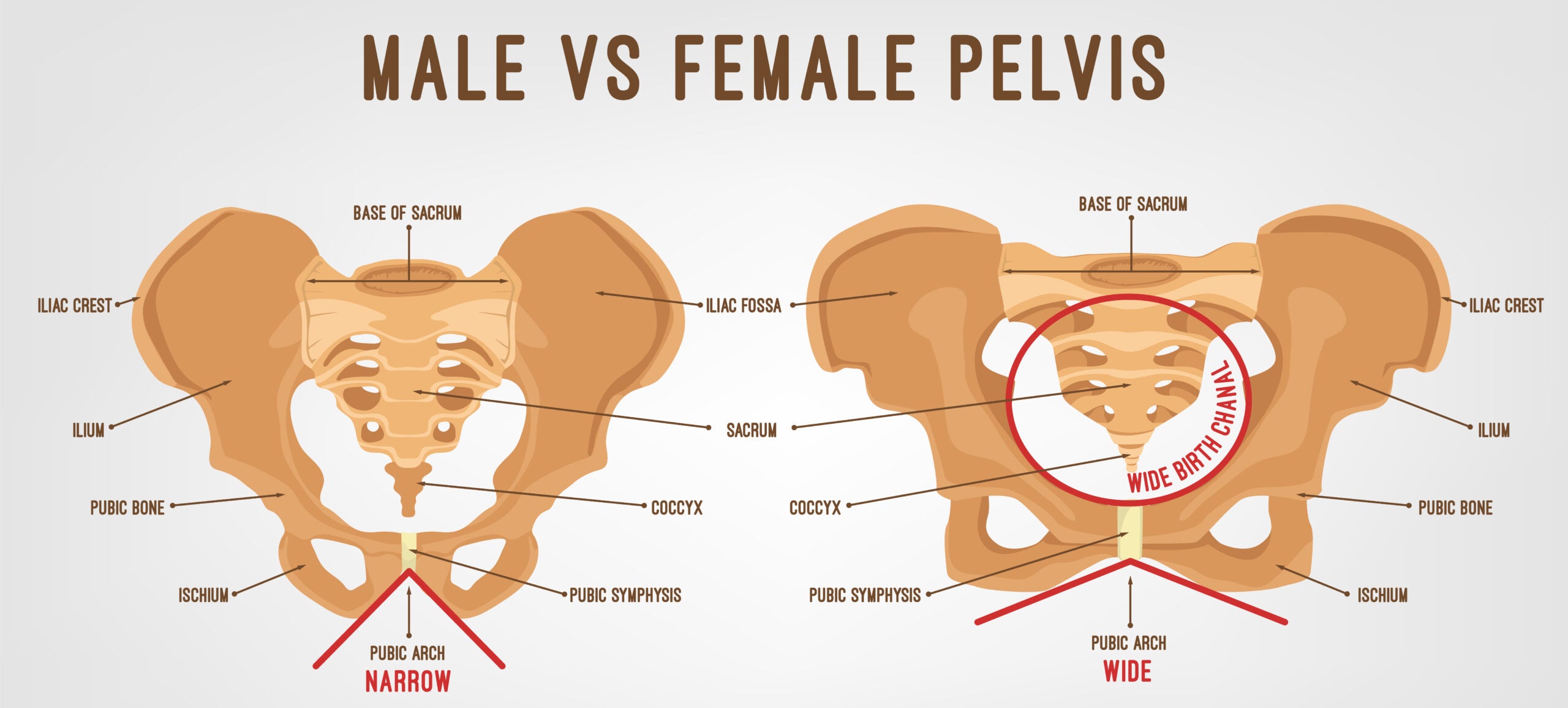 Difference between male and female bike seats new arrivals