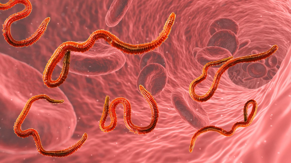 The Latest Way to Dope is...Worm Blood?