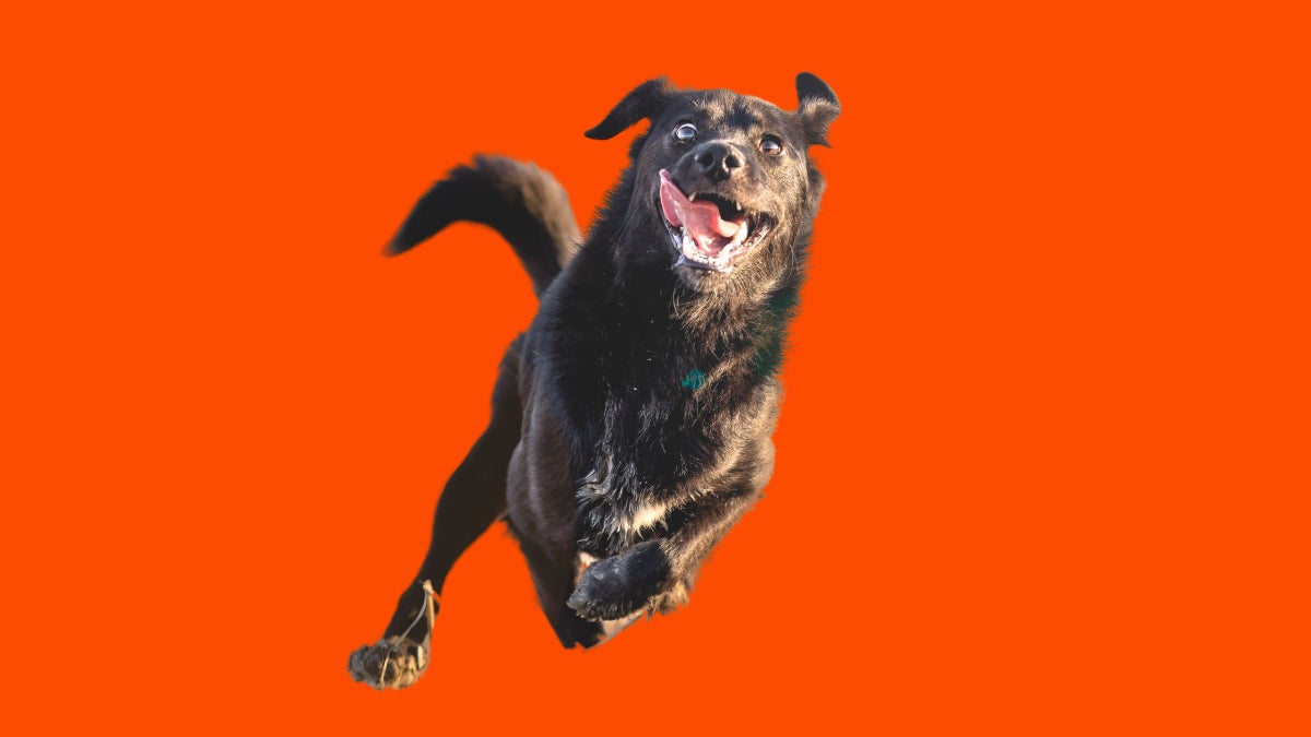 Strava Updates From Your Dog