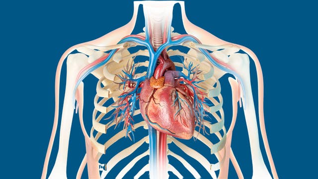 What One Study Tells Us About Heart Health for Aging Triathletes