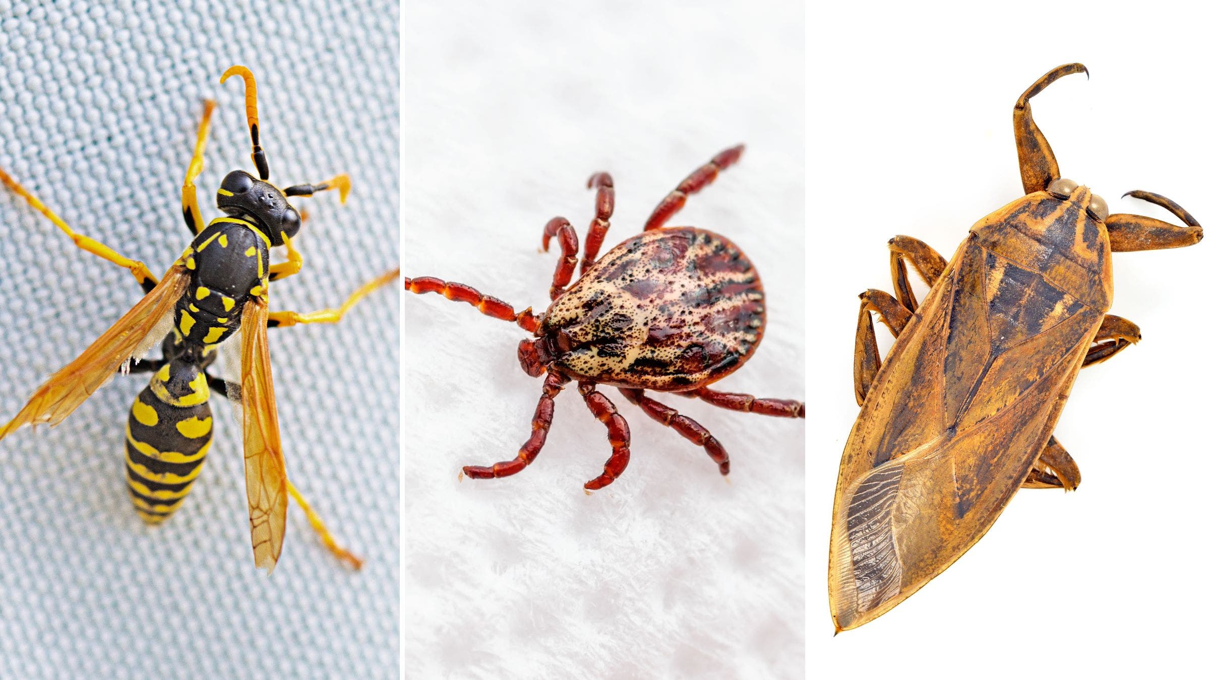 Dealing With Animal and Insect Encounters in Training