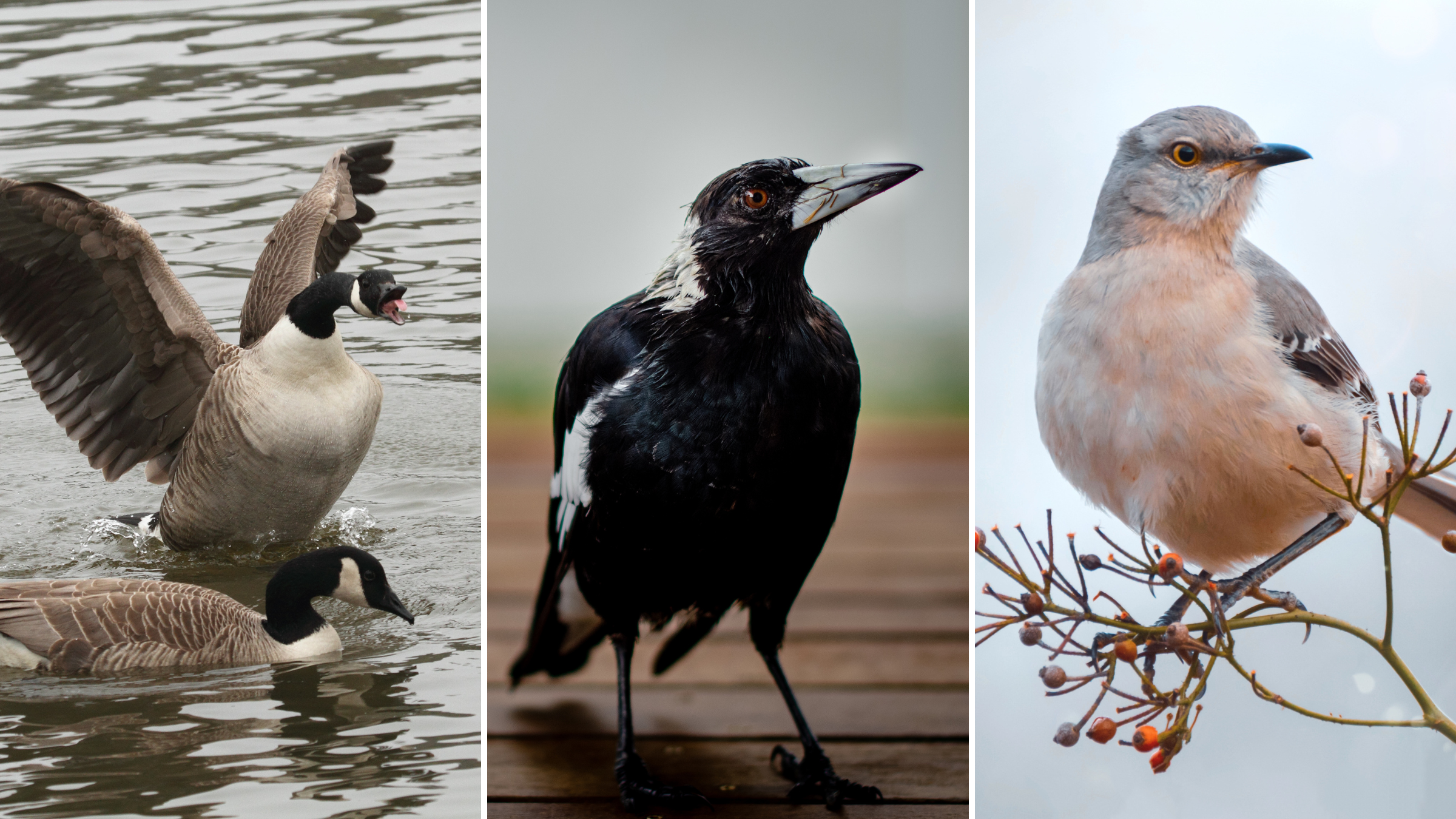 Dealing With Animal and Insect Encounters in Training