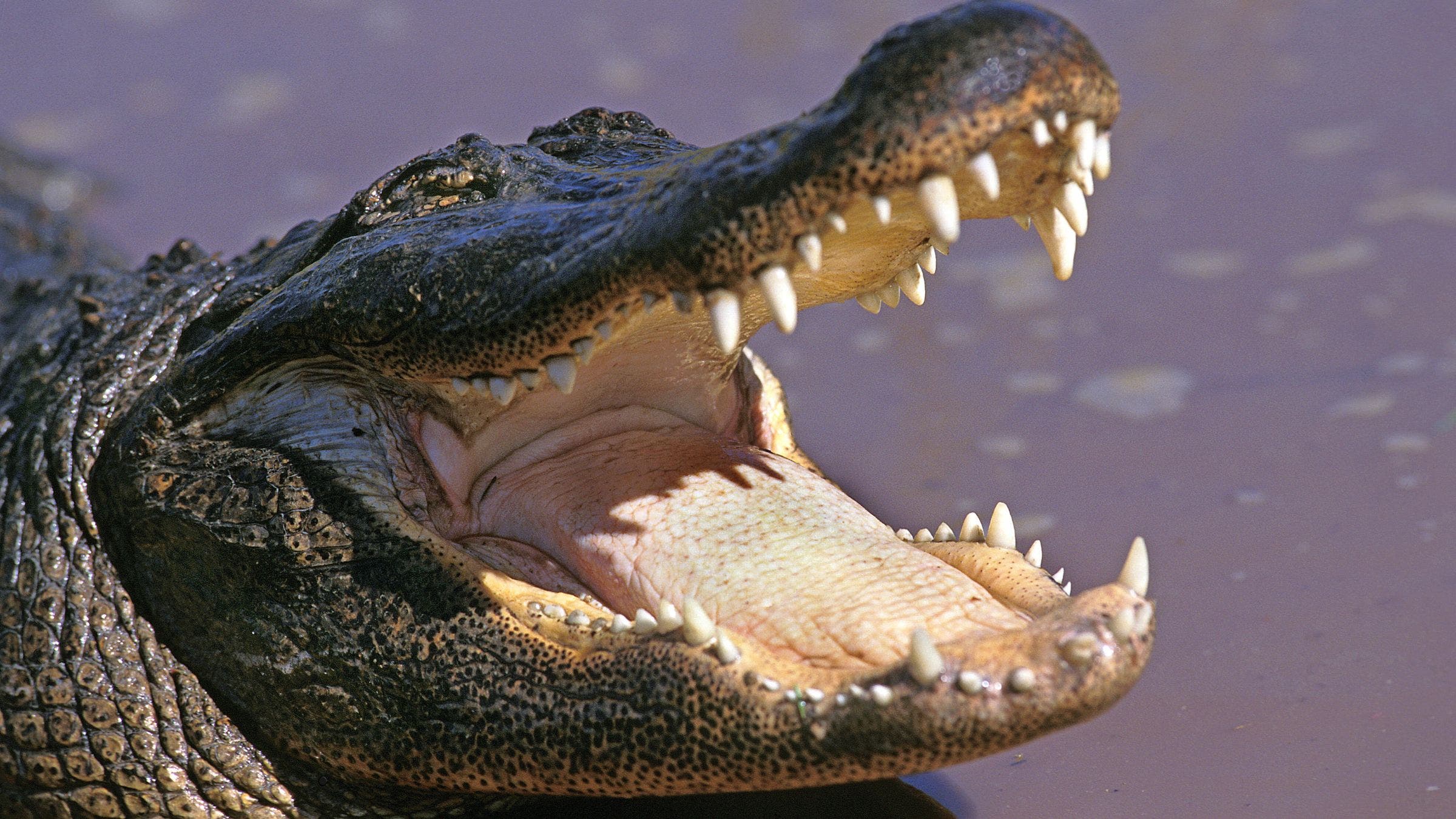 An alligator attacked an age-group triathlete during a practice swim ahead of Ironman 70.3 Augusta.