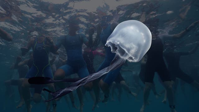 Box Jellyfish Bloom in Kona: What Ironman Triathletes Need to Know
